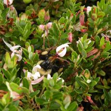 Bumble bees on cranberry flowers