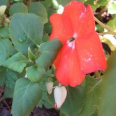 Impatiens plants withered with Downy mildew
