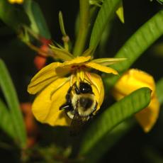 Bumble bee on a native species partridge pea (recommended for pollinator plantings)