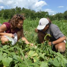 Alicia Zolondick trains a young farmer to scout for pests