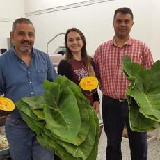 Aline Marchese of the Stockbridge School of Agriculture with two employees at Fleet Meat Market in Worcester holding taioba and abóbora japonesa grown at the UMass Research Farm