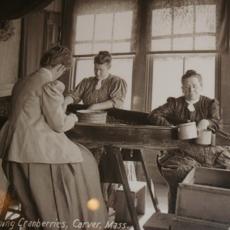Screening cranberries, early 20th century, Carver, Mass