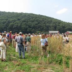 Growers attend annual barley field day to learn which type of barley will work for their brewing needs