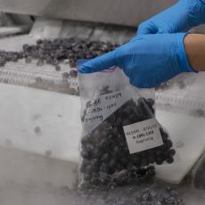 Individually Quick Frozen blueberries 
