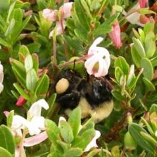 Bombus bumblebee pollinates cranberry flower