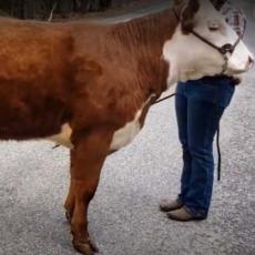 cow as entry for 4-H virtual fair