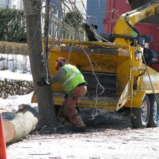 Cutting down trees due to invasive pest infestation in Worcester