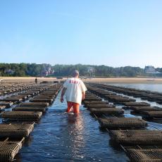 A shellfish grower surveys his cages filled with oysters Crassostrea virginica as the tide goes out in Wellfleet Harbor. Photo credit Rebecca Westgate