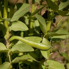 Growing fava beans for double cropping at farm as part of research studies