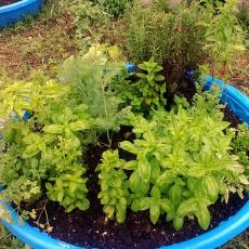 Agricultural Learning Center-Kiddie pool filled with herbs