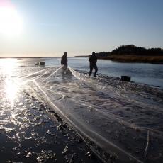 Shellfish growers stretch a protective net over a newly planted bed of quahogs, Mercenaria mercenaria out on the tidal flats of Cape Cod Bay. Photo credit Rebecca Westgate