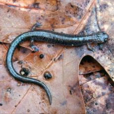 Redback salamander. Photo Scott Jackson