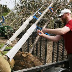 Rick Harper checks new trees for community planting