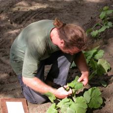 Former Extension vegetable educator Andy Cavanagh scouting for pests.