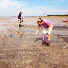  Extension agents with Cape Cod Cooperative Extension plant surf clams Spisula solidissima in the tidal flats of Barnstable Harbor as part of an experiment to compare different growing methods. Photo credit Rebecca Westgate