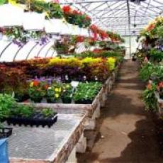 Ravenwold Greenhouses