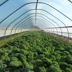 Kale growing in high tunnel