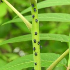Spotted lanternfly nymphs; Source: Richard Gardner via bugwood.org