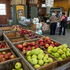 Apples at Cold Spring Orchard Research and Education Center in Belchertown