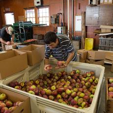 Undergraduate at Umass grading apples at Apples at Cold Spring Orchard Research and Education Center in Belchertown