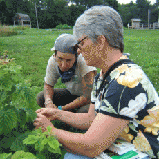 Sonia Schloemann discussing raspberries at Powisett Farm, Dover, MA