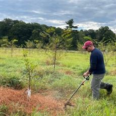 UMass Urban Forestry graduate student A.J. Elton  commences removing weeds at the UMass elm research plot