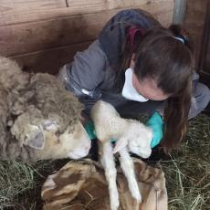 Amanda Reilly holds newborn lamb