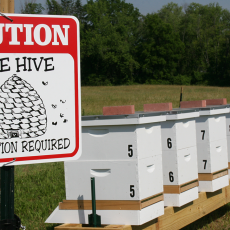 Langstroth hives at UMass Amherst Apiary