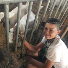 4-H camper visits Hadley Farm and pets a goat