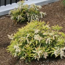 ‘Brouwer’s Beauty’ (andromeda) bred for smaller size in urban landscape