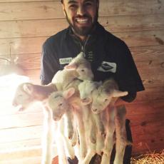 Cris Wein ('18) holds five lambs born to one ewe at UMass Hadley Farm