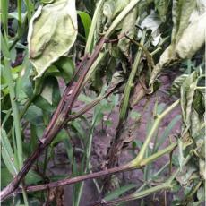 Peppers diseased by the non-native pathogen Phytophthora capsici at a farm in Hadley