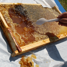 Delicious honeycomb