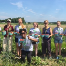 4-H students pick strawberries in Hadley to process into jam-Kerry Bickford photo
