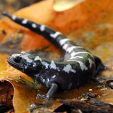 Marbled Salamander. Photo credit Bill Byrne