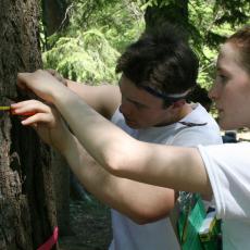 measuring circumference of a tree trunk