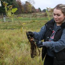 Tara McElhinney unravels roots before planting elm tgree