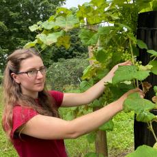 Zoe Robinson demonstrates correct techniques for leaf-pulling and shoot-positioning for grapes