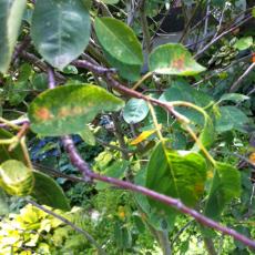 Close-up shot of serviceberry plant