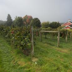 Wine grapes at UMass Cold Spring Orchard 