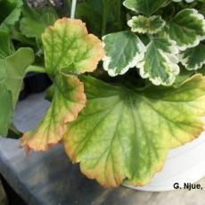 Nitrogen and magnesium deficiency on geraniums in greenhouse