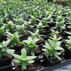 Profusion zinnia grown with growth regulator