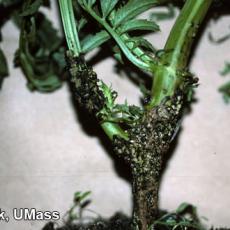 Herbicide injury caused by 2,4-D on marigolds