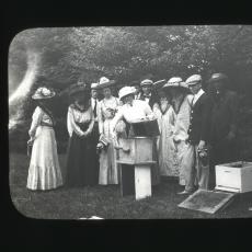Transferring honeybees, 1911