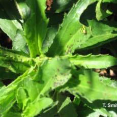 Four lined plant bug and injury on Shasta daisy