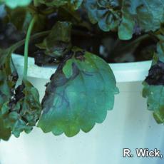 Alfalfa Mosaic Virus (AMV) on Swedish ivy