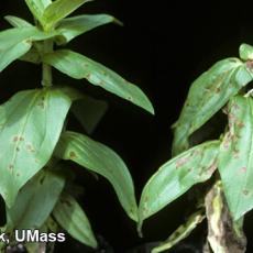 Alternaria Leaf Spot on zinnia