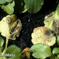 Anthracnose on Pansy