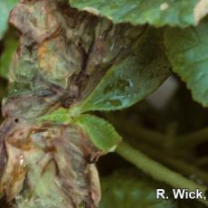 Foliar nematode injury on Begonia (Aphelenchoides species)