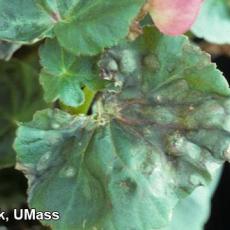 Foliar nematode injury on Begonia (Aphelenchoides species)